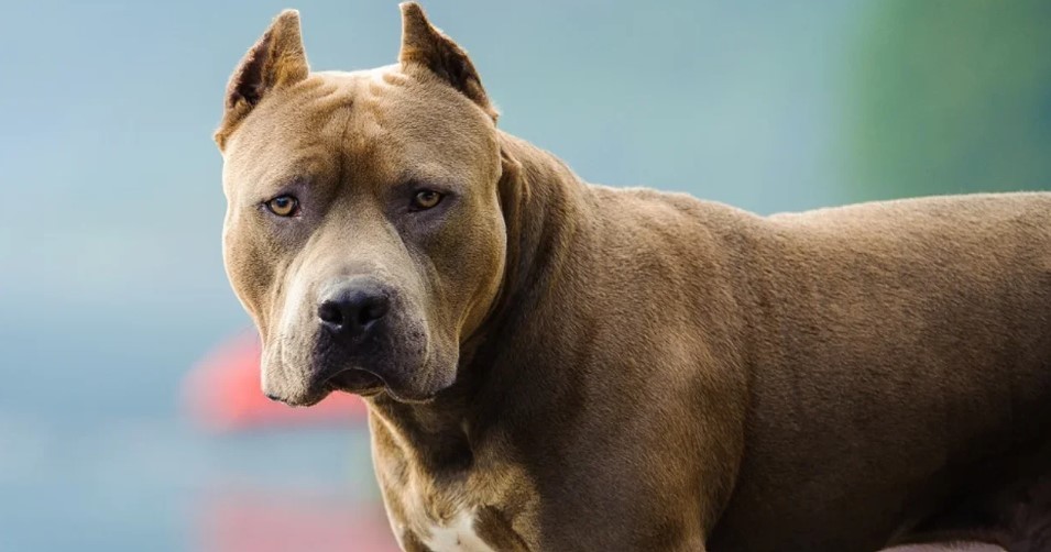 Santa Fe: un pitbull mordió en la cara a una nena de cinco años | Actualidad