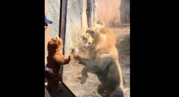 Videos: el bebé disfrazado de león que generó la curiosidad de los leones verdaderos | Curiosidades