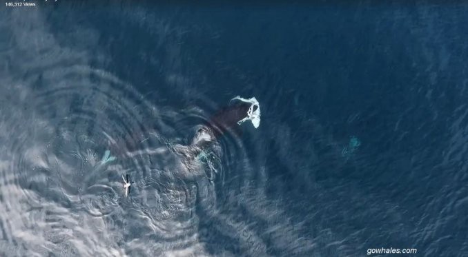 Video: un drone captó el momento en el que una ballena se come a un tiburón | Curiosidades