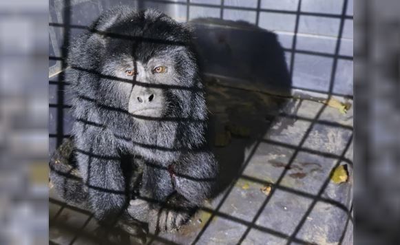 Formosa: auxilian a un mono carayá que "viajaba" en el paragolpes de un auto | Actualidad