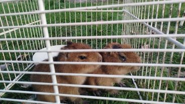 Rescatan crías de carpincho en una casa que vendía “milanesas de capibara” | Actualidad