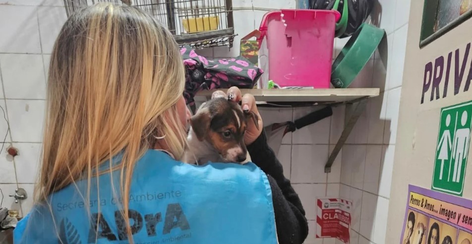 Villa Crespo: clausuraron una veterinaria que funcionaba como un criadero clandestino | Actualidad