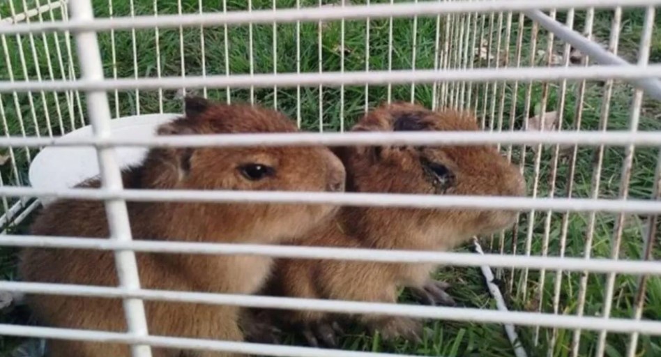 Operativo en Santa Fe: rescataron a dos crías de carpincho en una casa que vendía "milanesas de capibara" | Actualidad
