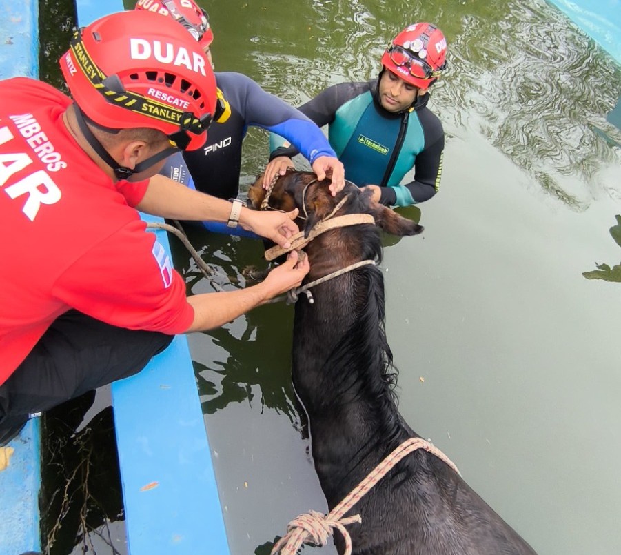Córdoba: Rescataron a un caballo que cayó a una pileta | Actualidad