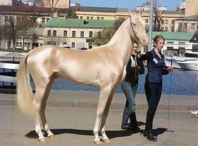 Explotan las redes con las fotos del caballo más lindo del mundo | Curiosidades