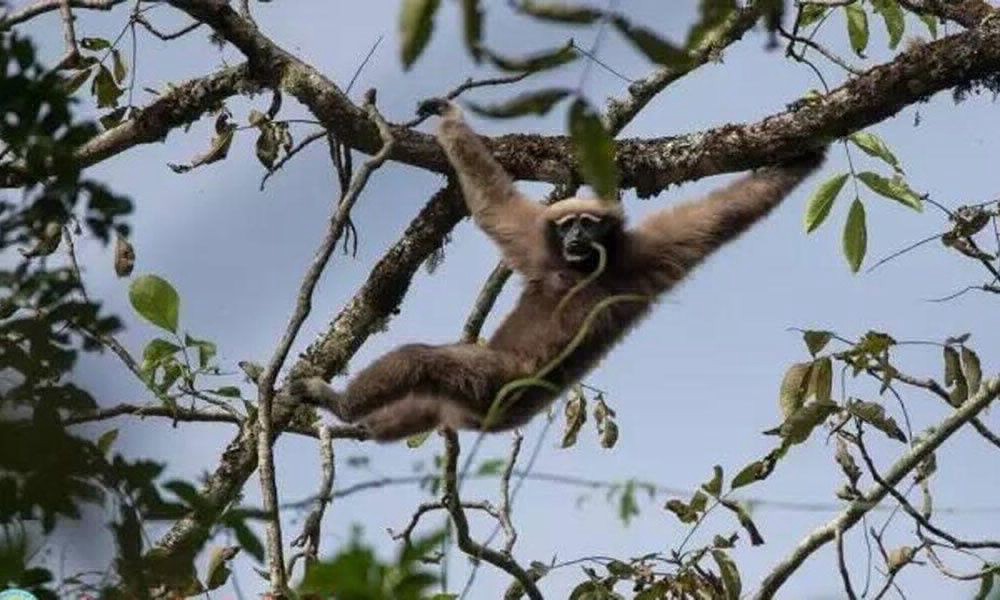 Hallaron una nueva raza de mono y la bautizaron como un protagonista de Star Wars | Curiosidades