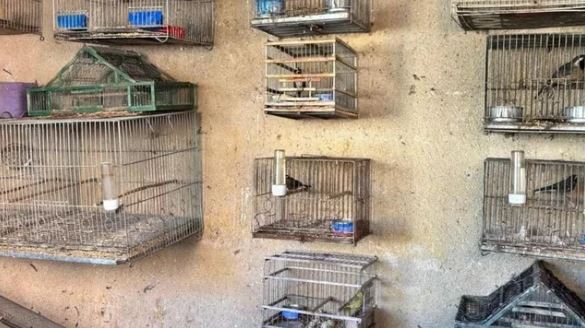 Rescataron casi 100 aves exóticas en Córdoba: estaban en cautiverio en casas de Santa Rosa de Calamuchita | Actualidad