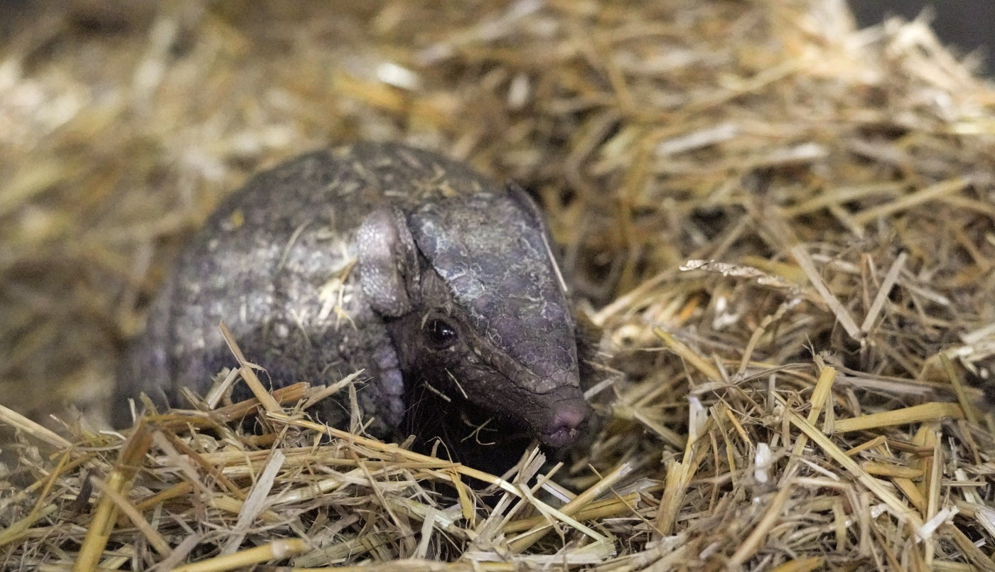 Rescataron a un tatú bola perdido: su mascotización se volvió irreversible | Actualidad