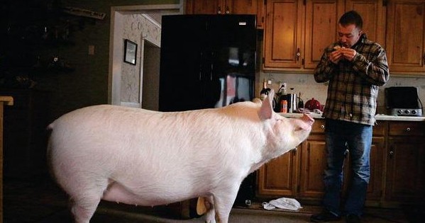 Adoptaron como mascota a un “mini cerdo”, creció y ahora pesa más de 300 kilos | Curiosidades