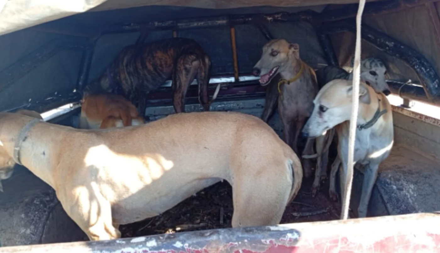 Rescataron a 70 galgos que eran utilizados para cazar | Actualidad