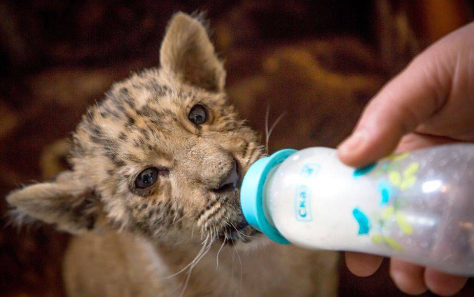 Te presentamos a Zar, el bebé "ligre" que nació del cruce de una tigresa y un león | Curiosidades