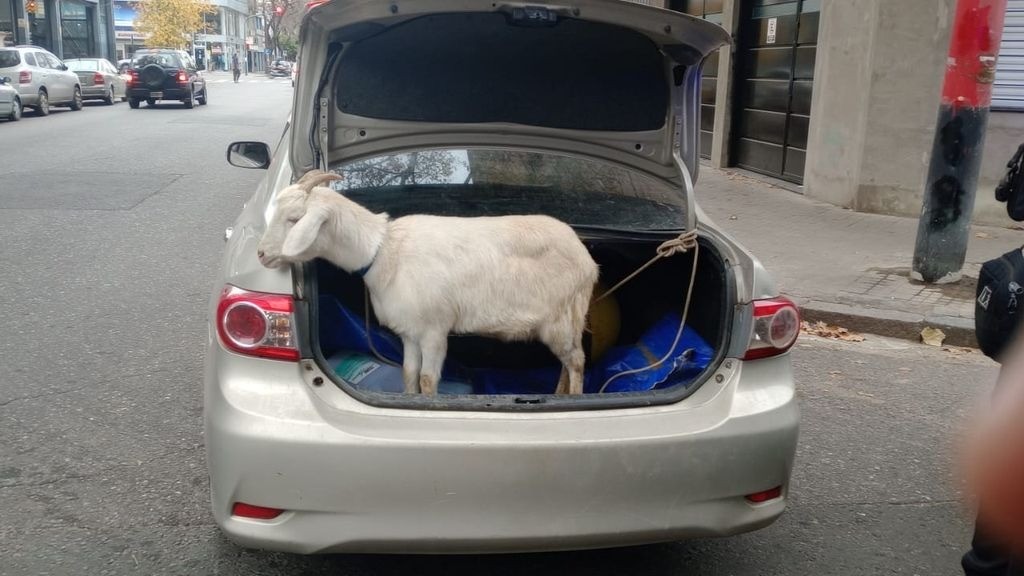 Insólito: llevaba un chivo atado en el auto y fue demorado por la policía | Actualidad