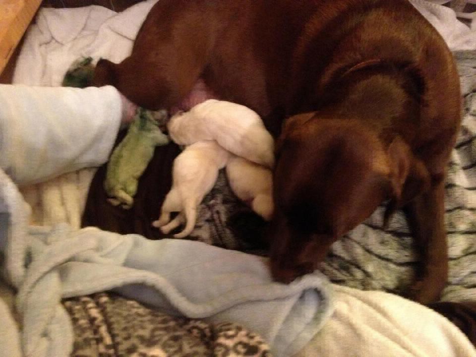 Una perra labradora dio a luz a una cachorrita verde | Curiosidades