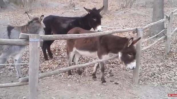 Video viral: el burro que no es tan burro | Curiosidades