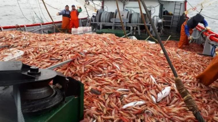 Argentina importará miles de toneladas de langostino para atenuar la crisis pesquera | Economía