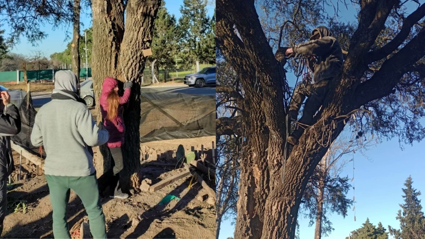 Córdoba: Ambientalistas tomaron un quebracho de 280 años al que las autoridades intentan trasladar | Clima, naturaleza y medio ambiente
