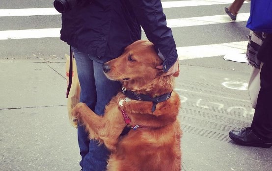 Furor en Instagram por el perro que abraza desconocidos por las calles de Nueva York | Curiosidades