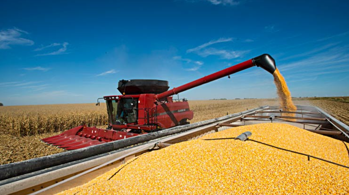 El Gobierno volvió a subir las retenciones a la soja y al maíz | Economía