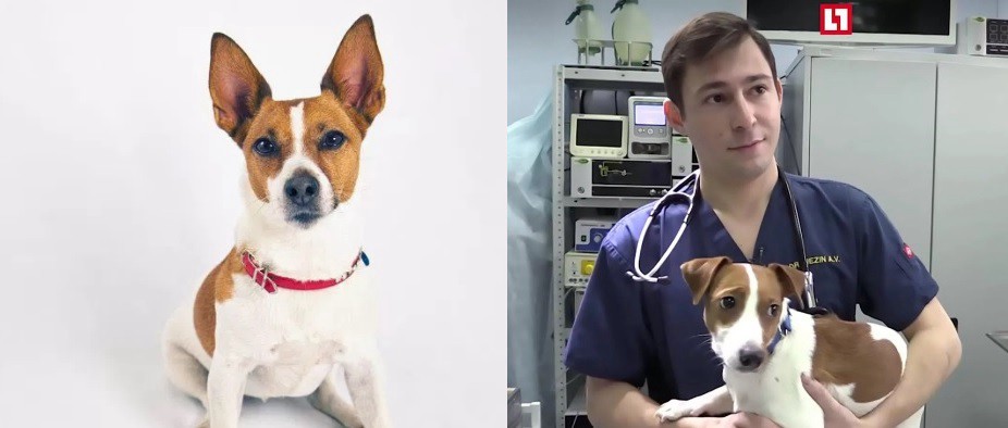Someten a su perro a una operación para que se parezca al de la película "La Máscara" | Curiosidades