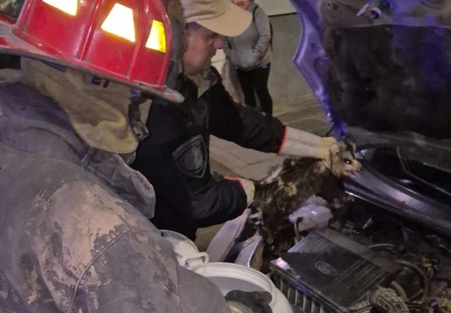 Insólito hallazgo en Córdoba: encontraron a una comadreja escondida en el motor de un auto | Actualidad