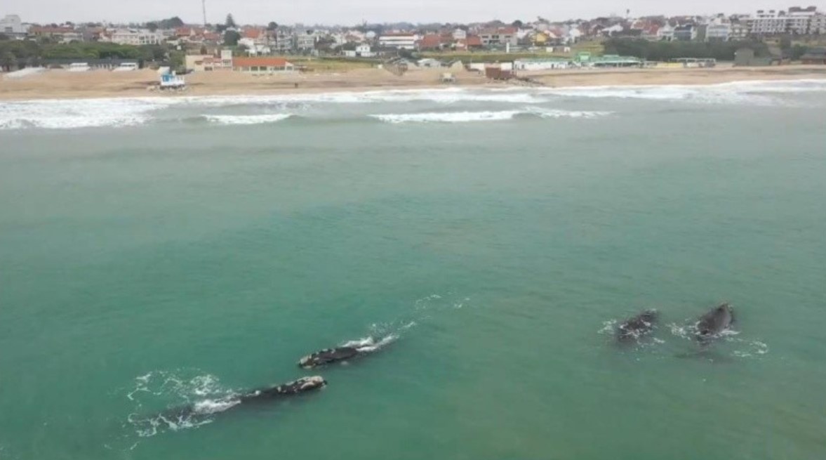 Mar del Plata: aparecieron ballenas a 700 metros de la costa | Actualidad