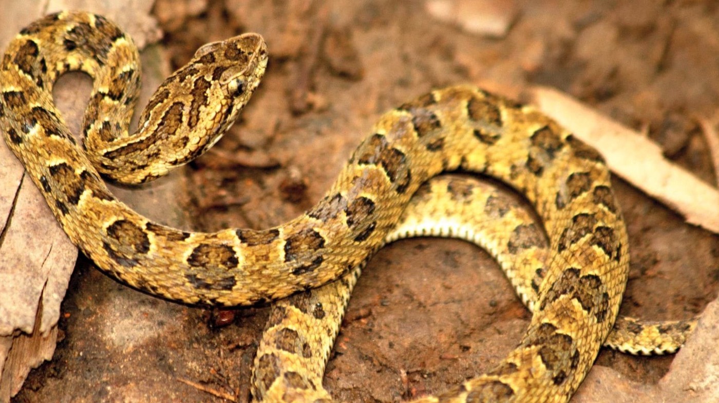 Preocupación en Rosario por la aparición de víboras | Actualidad