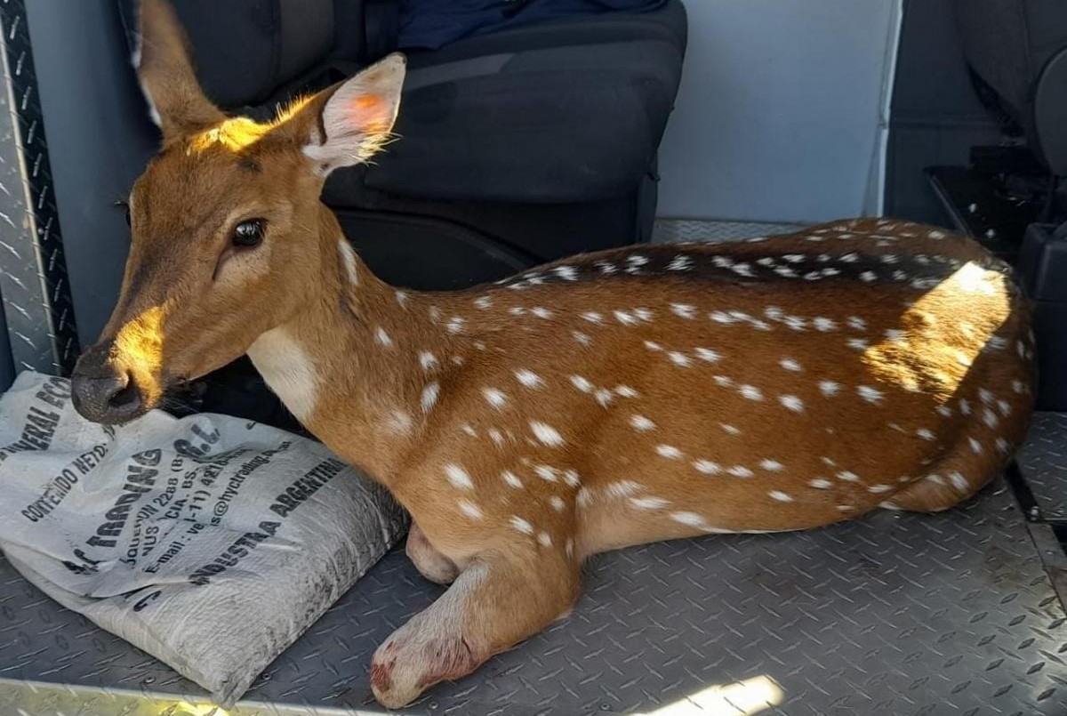 Rescatan a un ciervo herido y lo trasladan a una reserva en Rosario | Actualidad