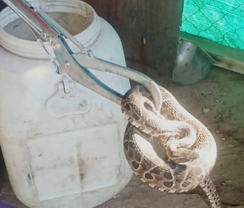 Encontró una serpiente a pocos metros de su cama | Actualidad