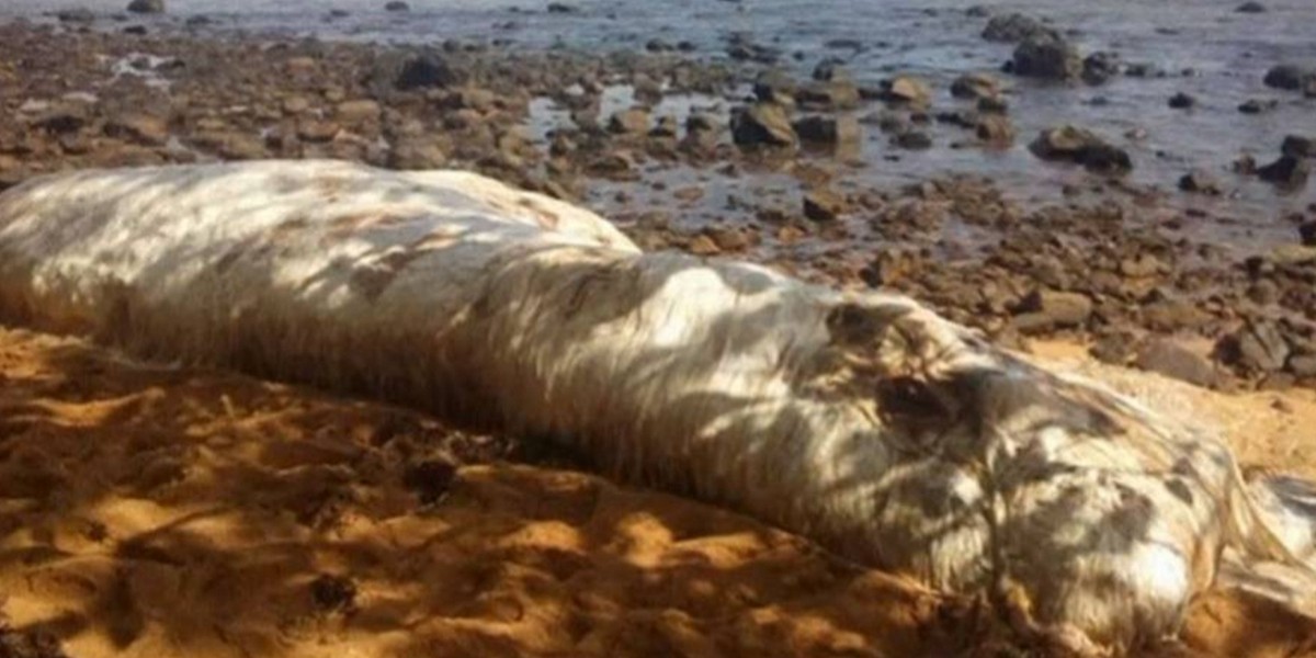 La extraña criatura marina que apareció en una playa de Filipinas | Curiosidades