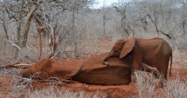 Una bebé elefante no quiso separarse de su madre asesinada por un cazador | Curiosidades