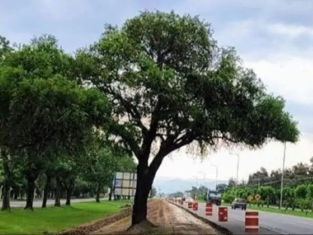 Córdoba: así lograron trasladar un quebracho de 280 años | Actualidad
