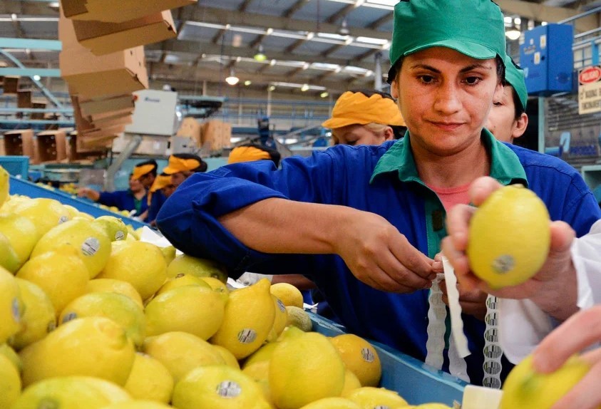 Productores de verduras y frutas salen a vender a bajos precios eliminando intermediarios | Economía