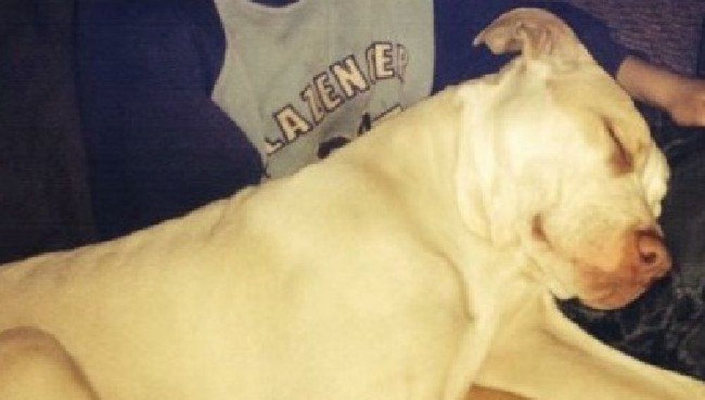 Un pitbull salva a un niño cuando su madre intentaba ahogarlo en un río de Australia | Curiosidades