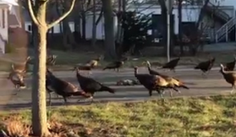 Misterio viral: ¿por qué una docena de pavos giran alrededor de un gato muerto? | Curiosidades