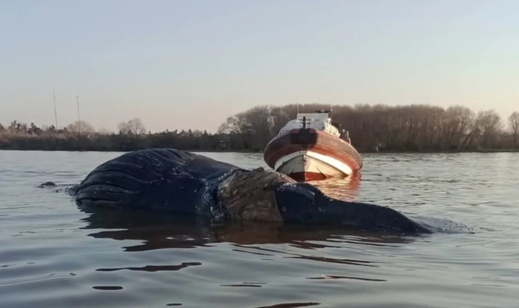 Conmoción en Zárate: apareció una ballena en el Río Paraná y creen que está agonizando | Actualidad