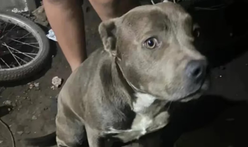 "Nunca pasó una cosa así": hablaron los dueños de los pitbulls que habrían matado al niño en La Plata | Actualidad