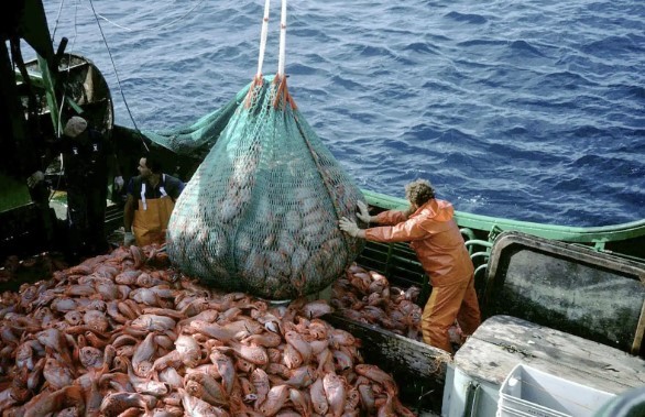Argentina rompió el récord de capturas de calamar y se posiciona fuerte a nivel mundial | Actualidad