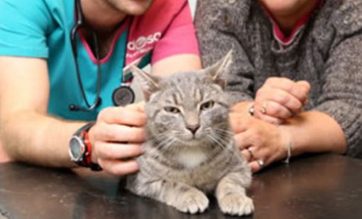 El gato que estuvo en un lavarropas a 60 grados | Curiosidades
