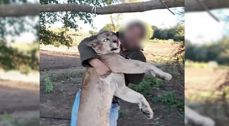 Chaco: investigan a dos hombres por cazar a una especie silvestre amparada por la ley | Actualidad