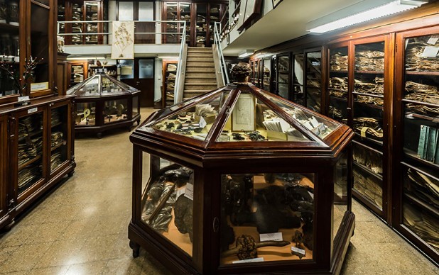 El Museo de Farmacobotánica de la UBA cumple 125 años | Actualidad