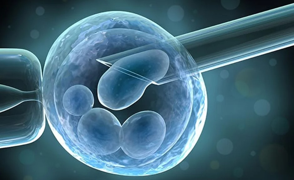 Una nueva inteligencia artificial predice la calidad de los óvulos y es más precisa que los médicos | Internacionales