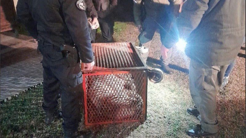 Encontraron un puma en el patio de una casa | Actualidad