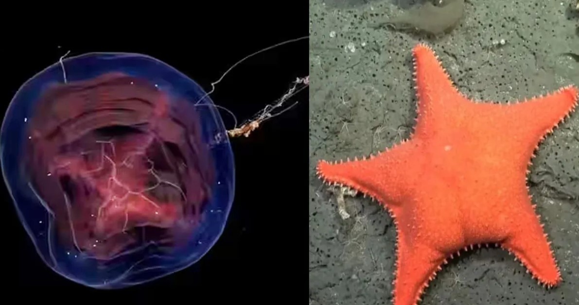 Es furor un streaming del Conicet que explora el fondo marino argentino | Clima, naturaleza y medio ambiente