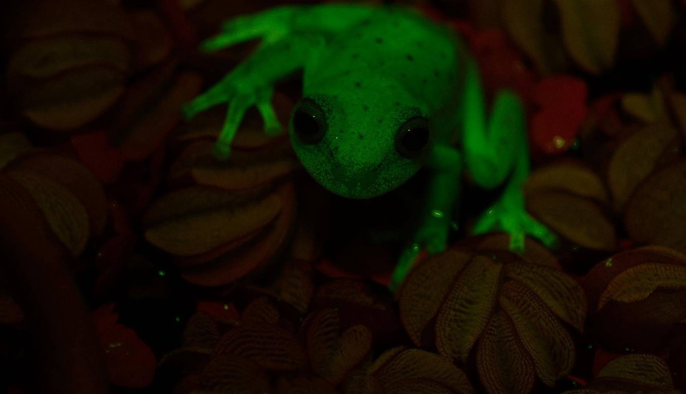 Hallaron en Argentina la primera rana fluorescente del mundo | Curiosidades