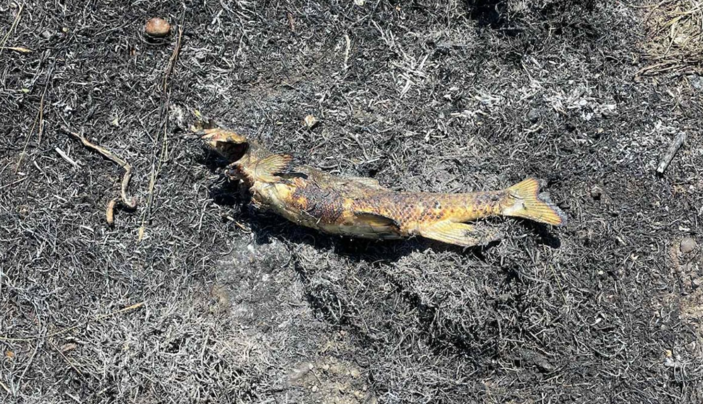 Corte de luz e incendio: descubrieron que el origen fue un pez que cayó del cielo | Internacionales