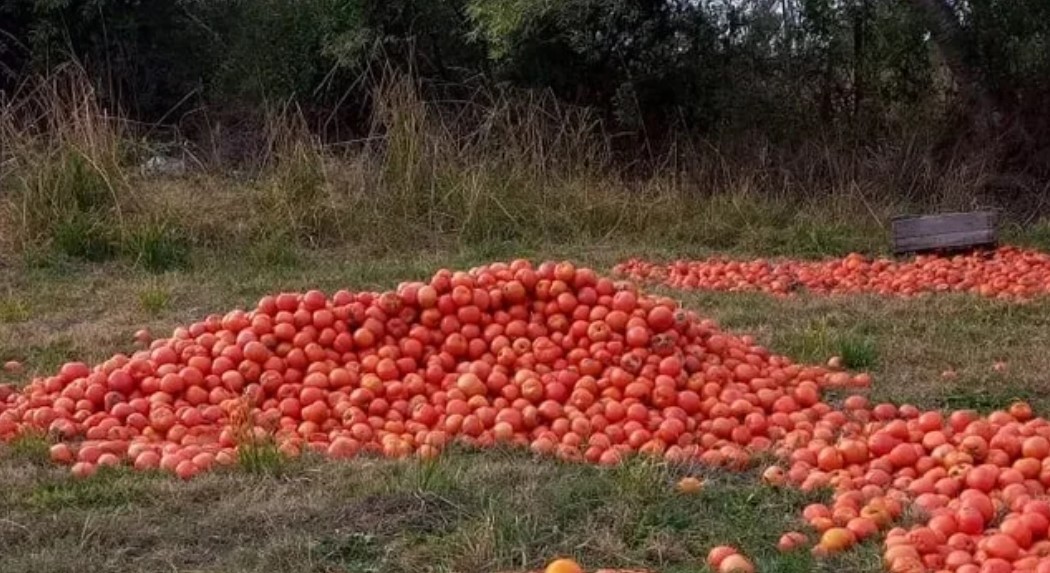 Corrientes: Los horticultores ofrecen los cajones de tomates "al precio que quiere llevar la gente" | Economía