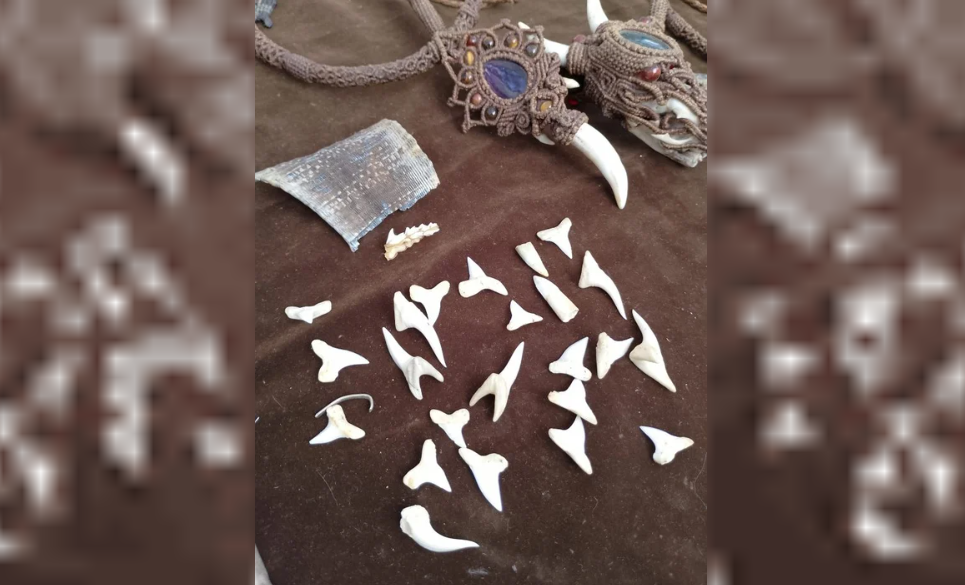 Incautaron artesanías ilegales realizadas con restos de fauna silvestre protegida | Actualidad