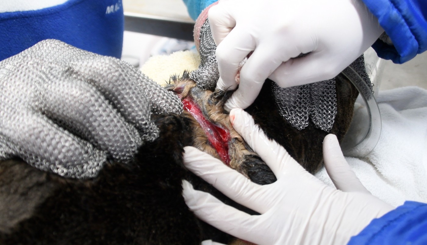Alerta desde el fondo del mar: decenas de animales marinos fueron hallados heridos, enredados en basura o desnutridos | Clima, naturaleza y medio ambiente