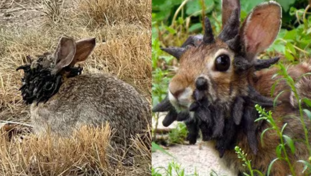 Alarma por la aparición de conejos "mutantes" | Internacionales