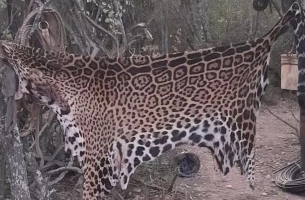 Condena histórica: Por primera vez, irán a la cárcel tres hombres que cazaron y carnearon a un yaguareté en Formosa | Clima, naturaleza y medio ambiente